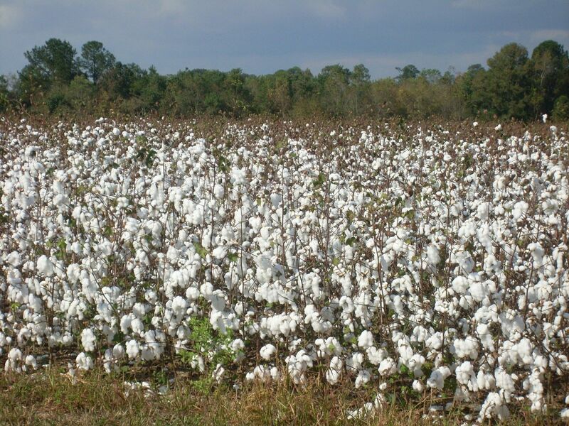 Cotton Field with Trees in Backgound